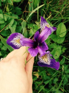 Every year I something new, depending on what's in bloom, as a protected site, you can often see something beautiful.