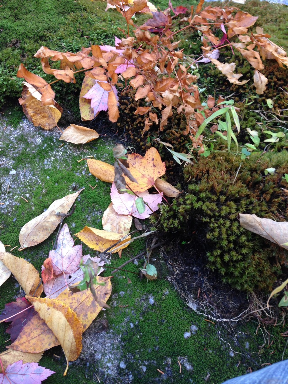 Fallen leaves poetry